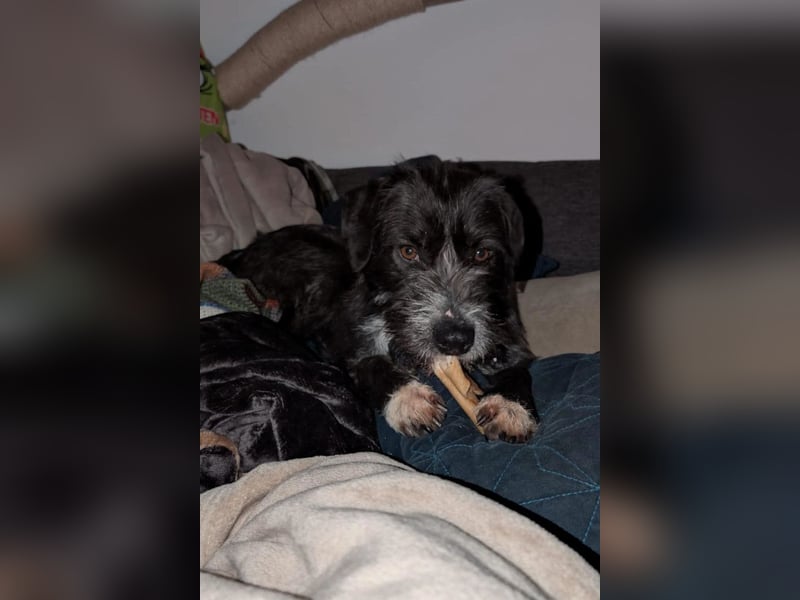 Alani ❤️ wartet in 90530 Wendelstein