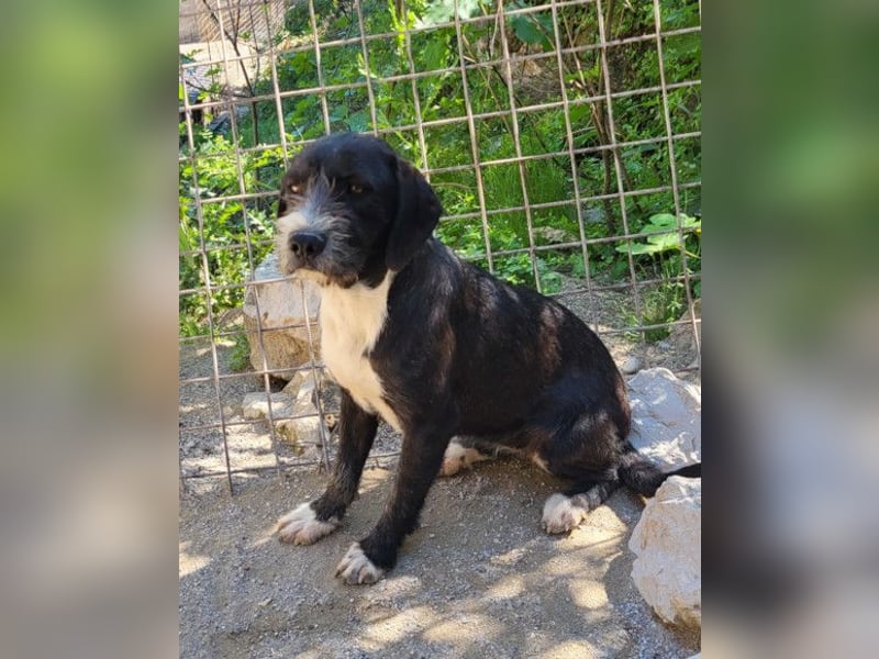 Barak-Mix-Mädchen Alani ❤️ sanft+zurückhaltend Barak-Mix-Mädchen Alani ❤️ sanft+zurückhaltend