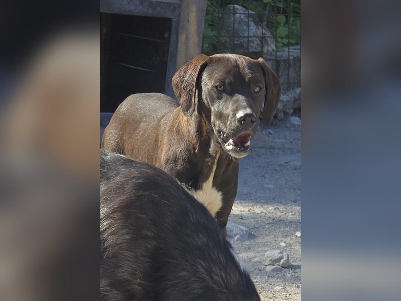 ROSI❤️bezaubernder Wirbelwind mit Herz & Schmusegarantie!