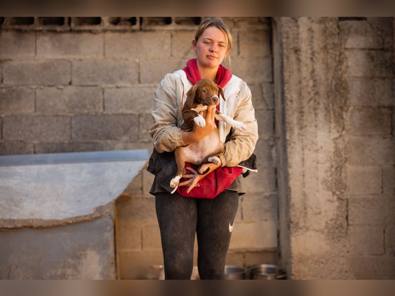 Sunny ❤️ aufgewecktes, süßes Welpenmädl