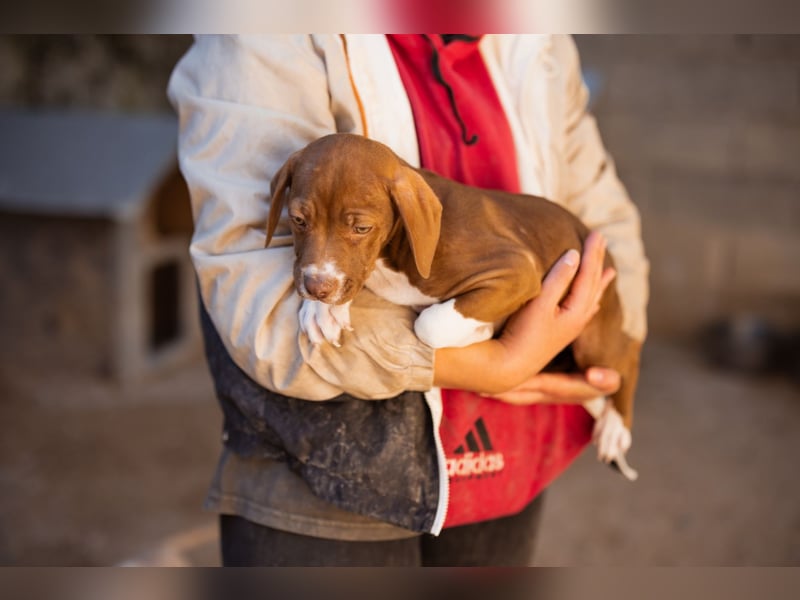 Sunny ❤️ aufgewecktes, süßes Welpenmädl
