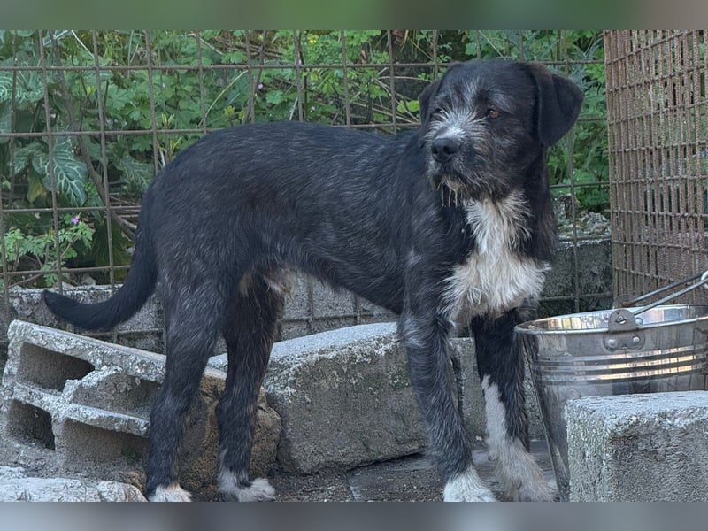 Barak-Mix MILES❤️lieber, schüchterner Jungrüde  sucht Kuschelplatz fürs Leben!