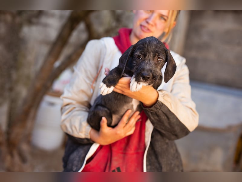 Olivia ❤️ junges, lebensfrohes Hundemädl