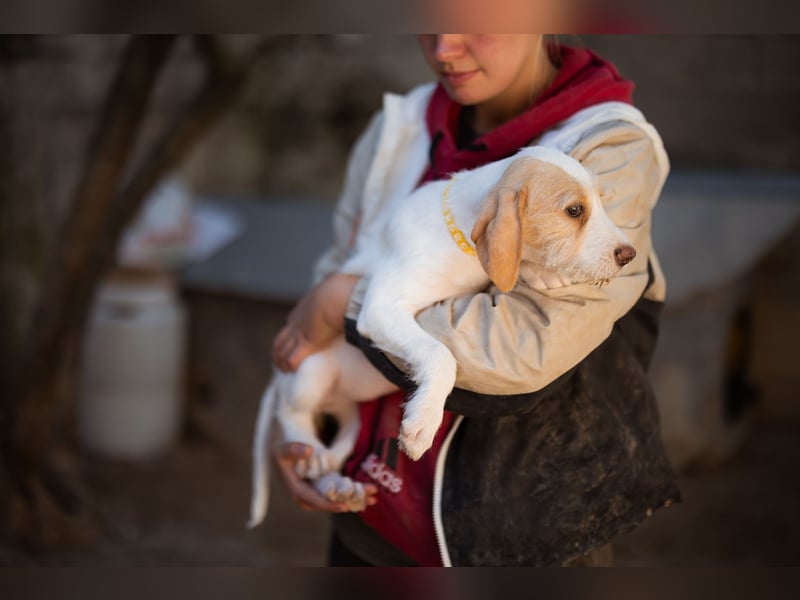 Zuckerschnute ARIA❤️liebt Abenteuer – und Kuscheleinheiten noch mehr! Zuckerschnute ARIA❤️liebt Abenteuer – und Kuscheleinheiten noch mehr!