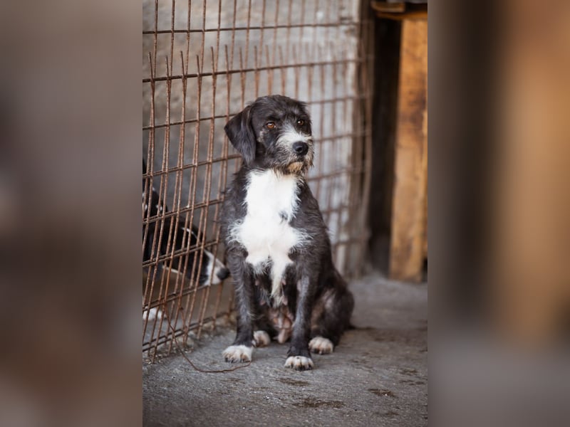 Barak-Mix-Mädchen Alani ❤️ sanft+zurückhaltend Barak-Mix-Mädchen Alani ❤️ sanft+zurückhaltend
