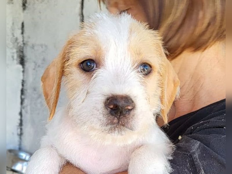 Kleine FREYJA❤️ein Sonnenscheinchen auf vier Pfoten sucht ihr Zuhause voller Liebe Kleine FREYJA❤️ein Sonnenscheinchen auf vier Pfoten sucht ihr Zuhause voller Liebe