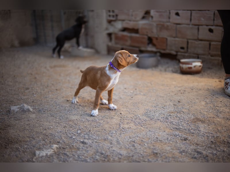 Eevee ❤️ neugierige, verspielte Hündin!