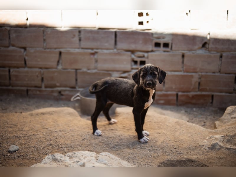 Olivia ❤️ junges, lebensfrohes Hundemädl Olivia ❤️ junges, lebensfrohes Hundemädl