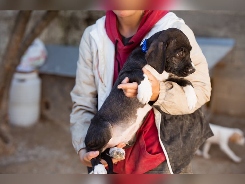 Barak-Mix MILES❤️charmanter Abenteurer sucht Kuschelplatz fürs Leben!