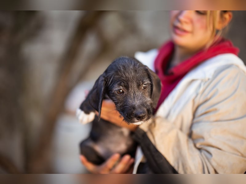Olivia ❤️ junges, lebensfrohes Hundemädl Olivia ❤️ junges, lebensfrohes Hundemädl