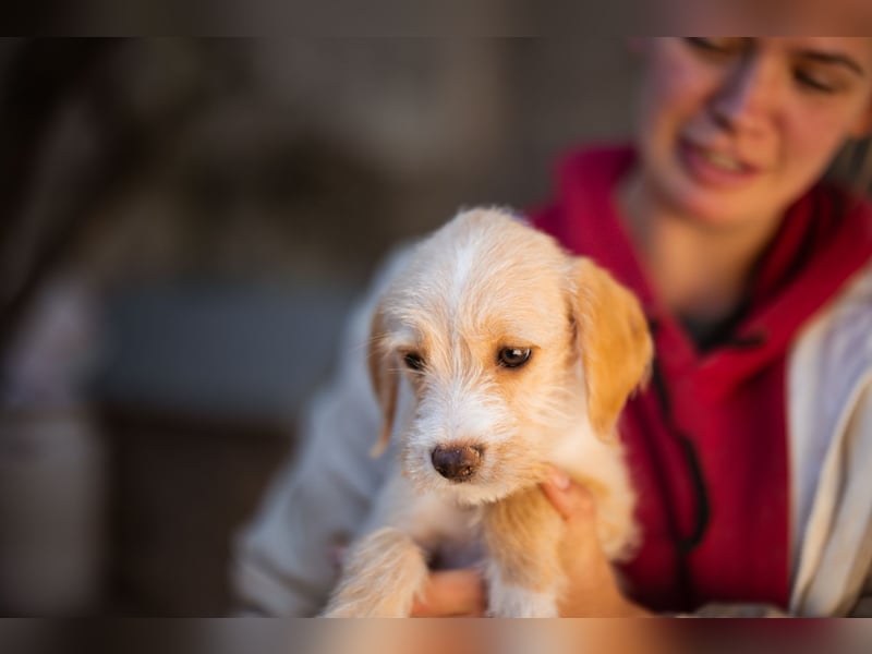 Anka ❤️ verspieltes, junges Hundemädchen Anka ❤️ verspieltes, junges Hundemädchen