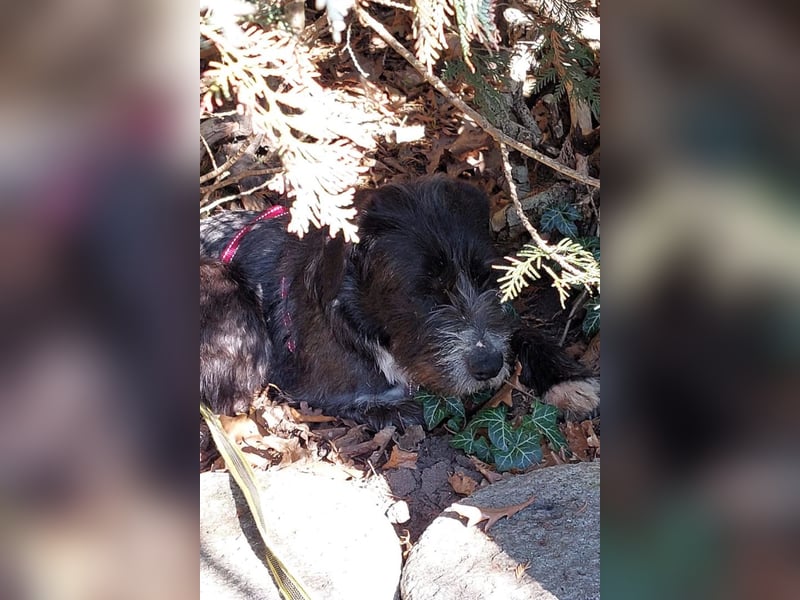 Alani ❤️ wartet in 90530 Wendelstein auf dich