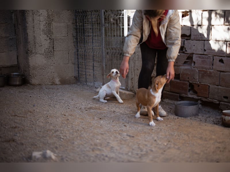 Kleine FREYJA❤️ein Sonnenscheinchen auf vier Pfoten sucht ihr Zuhause voller Liebe Kleine FREYJA❤️ein Sonnenscheinchen auf vier Pfoten sucht ihr Zuhause voller Liebe