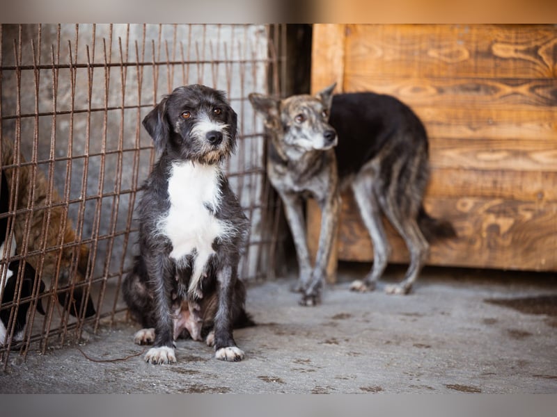 Barak-Mix-Mädchen Alani ❤️ sanft+zurückhaltend