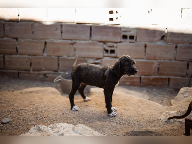 Olivia ❤️ junges, lebensfrohes Hundemädl