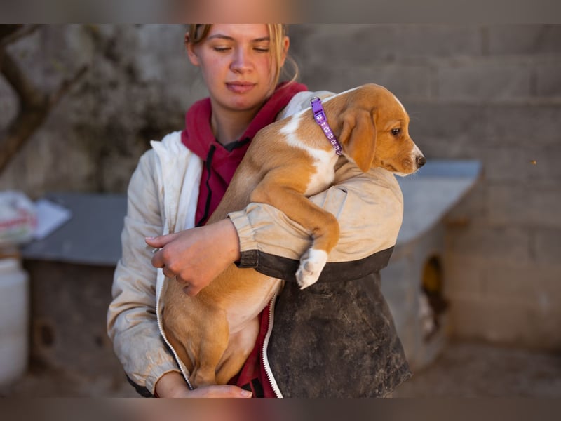 Eevee ❤️ neugierige, verspielte Hündin!