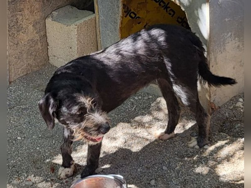 Barak-Mix-Mädchen Lidina ❤️ jung u. aktiv