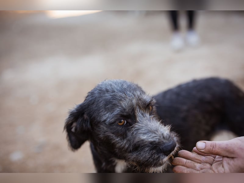 Barak-Mix-Mädchen Lidina ❤️ jung u. aktiv