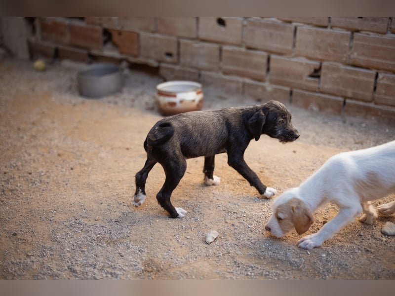 Olivia ❤️ junges, lebensfrohes Hundemädl