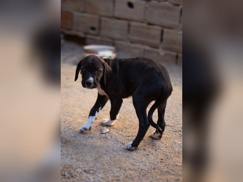 kleiner MILES❤️charmanter Abenteurer sucht Kuschelplatz fürs Leben! kleiner MILES❤️charmanter Abenteurer sucht Kuschelplatz fürs Leben!