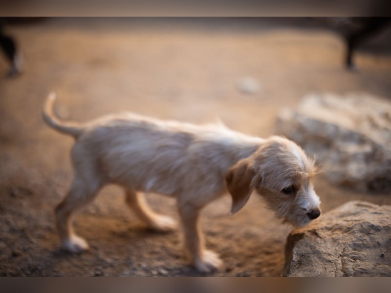 Anka ❤️ verspieltes, junges Hundemädchen Anka ❤️ verspieltes, junges Hundemädchen