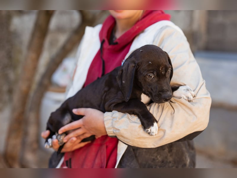 ROSI❤️bezaubernde Bracke-Barak-Mix-Schnute & ein Wirbelwind mit Herz & Schmusegarantie!
