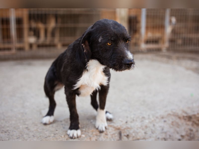 Barak-Mix RICCI❤️fröhlicher, lieber und neugieriger Powerpfoten-Junge Barak-Mix RICCI❤️fröhlicher, lieber und neugieriger Powerpfoten-Junge