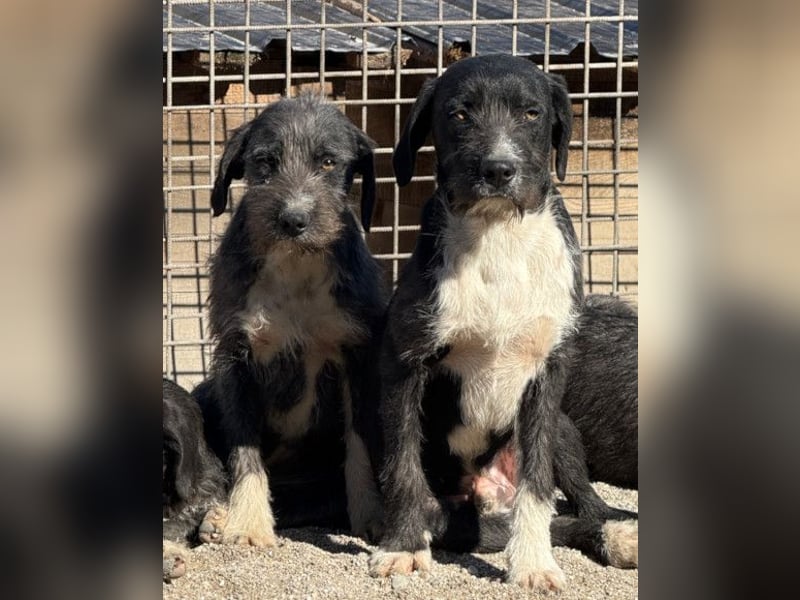 Barak-Mix RICCI❤️fröhlicher, lieber und neugieriger Powerpfoten-Junge
