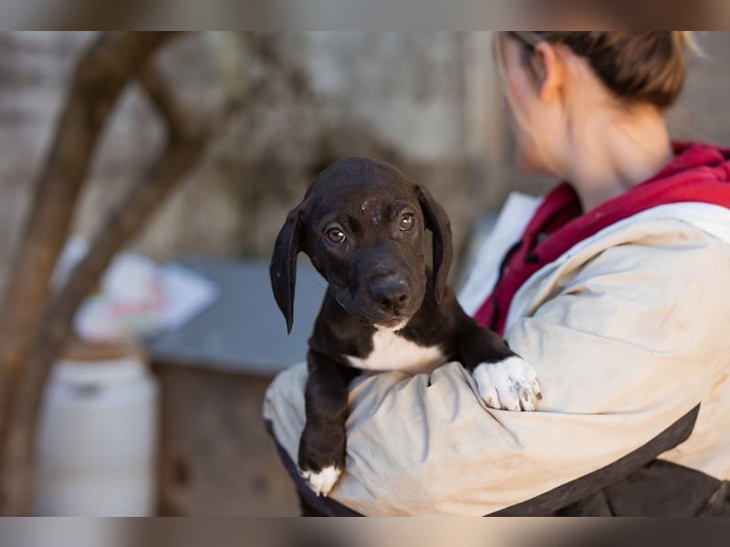 ROSI❤️bezaubernde Bracke-Barak-Mix-Welpin und ein Wirbelwind mit Herz & Schmusegarantie!