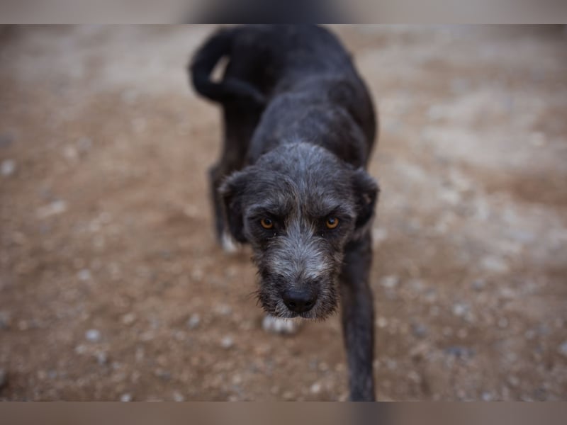 Barak-Mix-Mädchen Lidina ❤️ jung u. aktiv