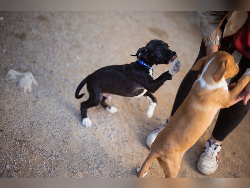 Barak-Mix MILES❤️charmanter Abenteurer sucht Kuschelplatz fürs Leben!