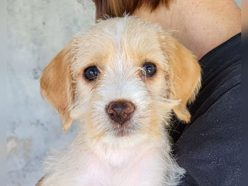 Anka ❤️ verspieltes, junges Hundemädchen Anka ❤️ verspieltes, junges Hundemädchen