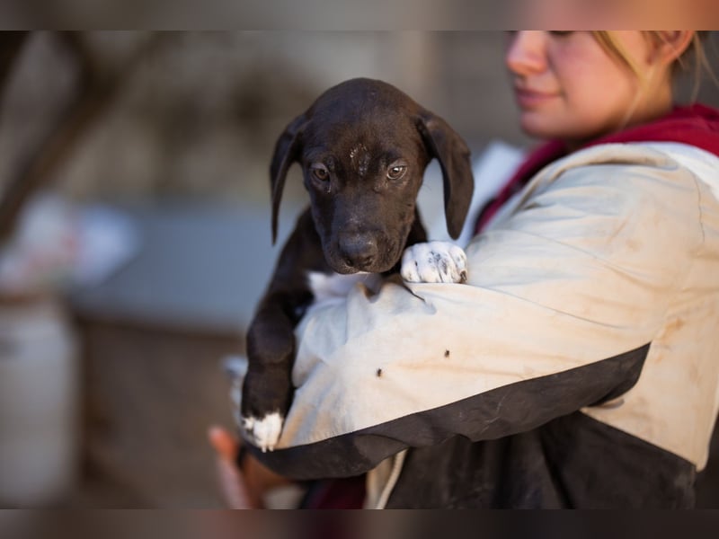 ROSI❤️bezaubernder Wirbelwind mit Herz & Schmusegarantie!