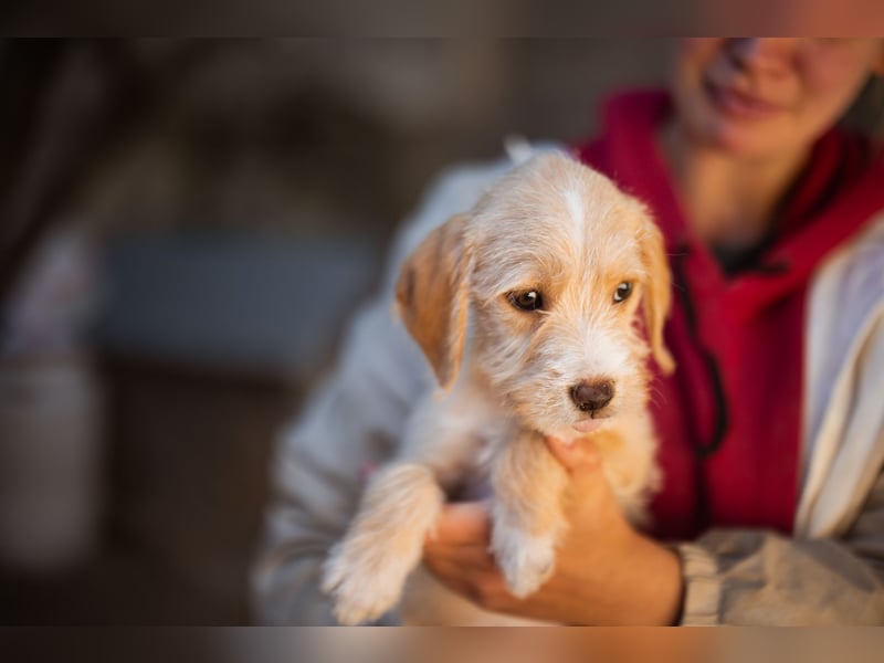 Anka ❤️ verspieltes, junges Hundemädchen Anka ❤️ verspieltes, junges Hundemädchen