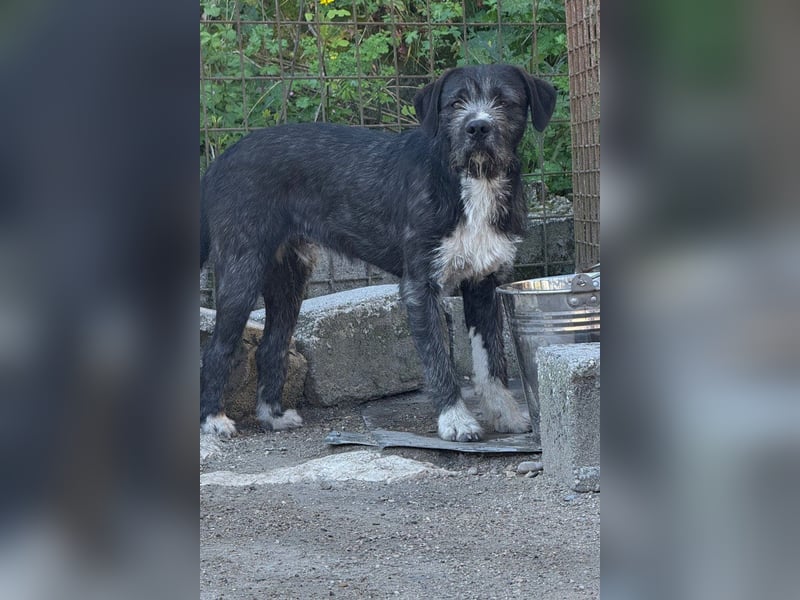Barak-Mix MILES❤️lieber, schüchterner Jungrüde sucht Kuschelplatz fürs Leben!