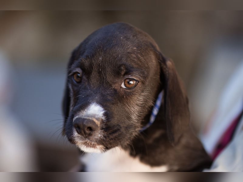 Barak-Mix MILES❤️lieber, schüchterner Jungrüde sucht Kuschelplatz fürs Leben!