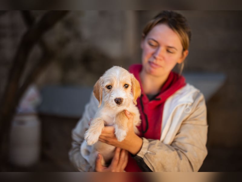 Anka ❤️ verspieltes, junges Hundemädchen Anka ❤️ verspieltes, junges Hundemädchen