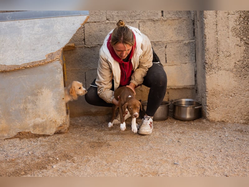 Sunny ❤️ aufgewecktes, süßes Welpenmädl