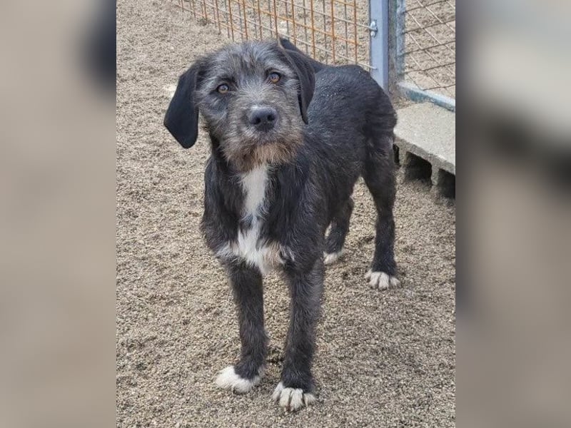 Barak-Mix-Mädchen Lidina ❤️ jung u. aktiv