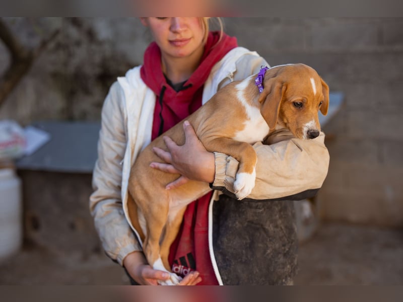 Eevee ❤️ neugierige, verspielte Hündin!