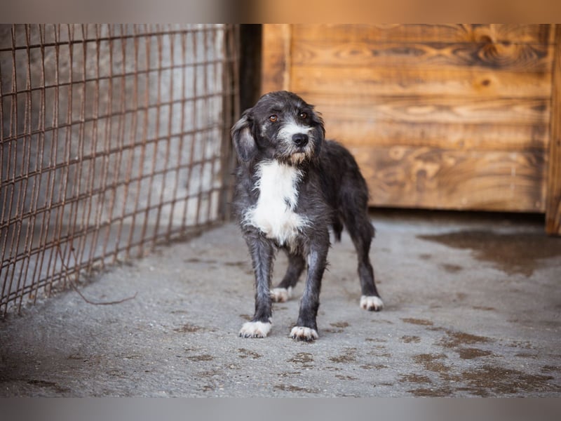 Barak-Mix-Mädchen Alani ❤️ sanft+zurückhaltend Barak-Mix-Mädchen Alani ❤️ sanft+zurückhaltend