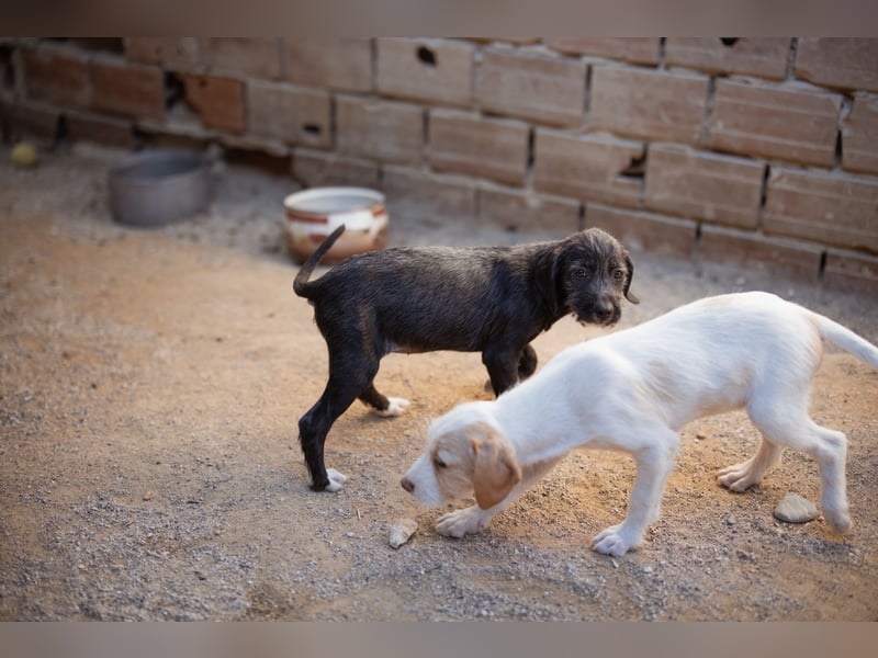 Olivia ❤️ junges, lebensfrohes Hundemädl