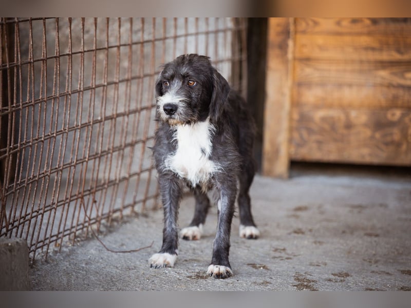 Barak-Mix-Mädchen Alani ❤️ sanft+zurückhaltend