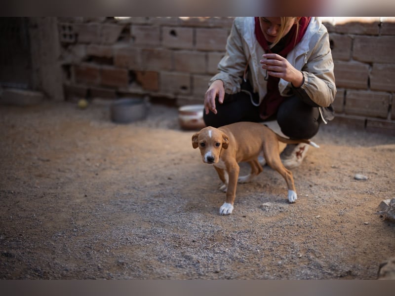 Eevee ❤️ neugierige, verspielte Hündin!