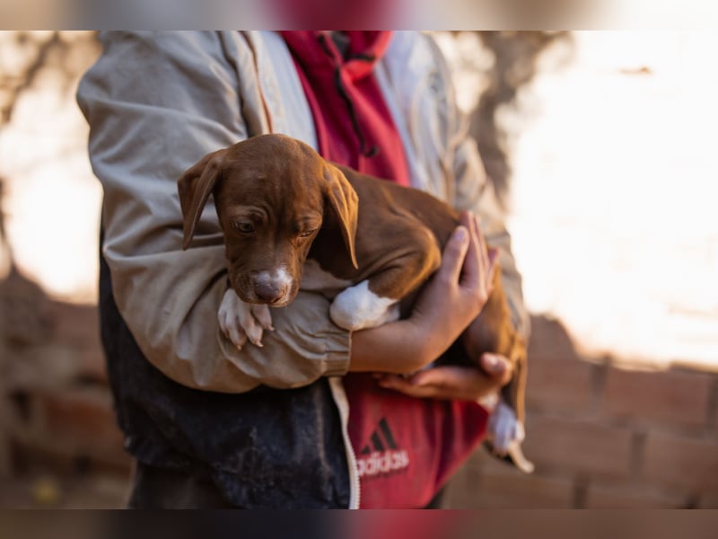 Sunny ❤️ aufgewecktes, süßes Welpenmädl