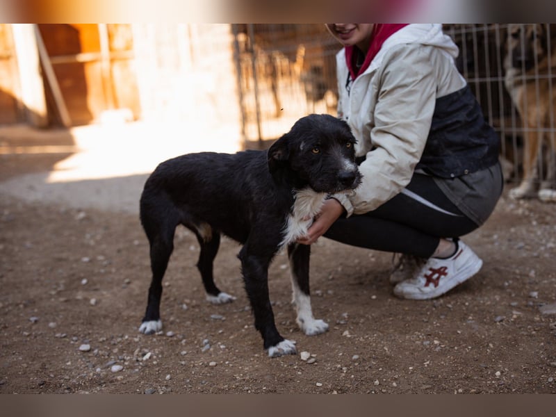 Barak-Mix RICCI❤️fröhlicher, lieber und neugieriger Powerpfoten-Junge Barak-Mix RICCI❤️fröhlicher, lieber und neugieriger Powerpfoten-Junge