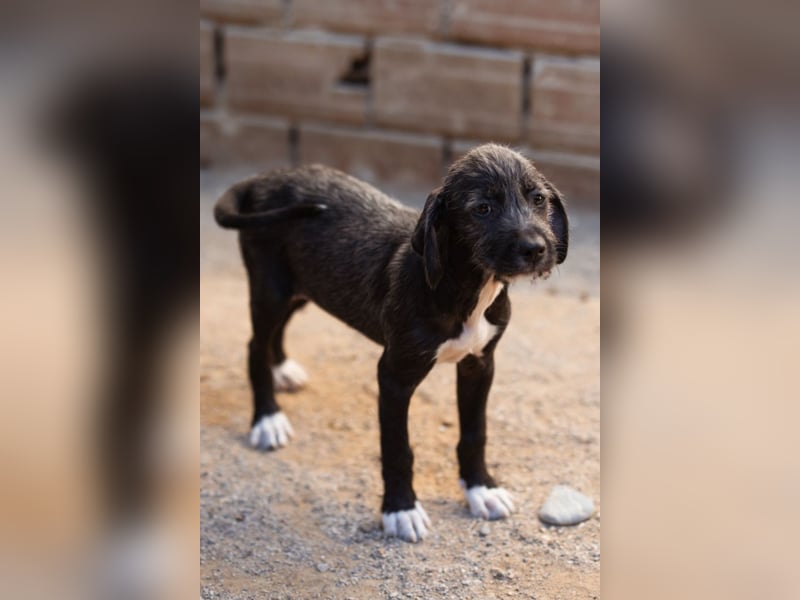 Olivia ❤️ junges, lebensfrohes Hundemädl Olivia ❤️ junges, lebensfrohes Hundemädl