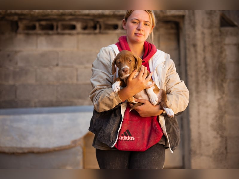 Sunny ❤️ aufgewecktes, süßes Welpenmädl