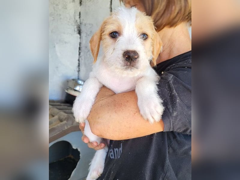 Kleine FREYJA❤️ein Sonnenscheinchen auf vier Pfoten sucht ihr Zuhause voller Liebe Kleine FREYJA❤️ein Sonnenscheinchen auf vier Pfoten sucht ihr Zuhause voller Liebe