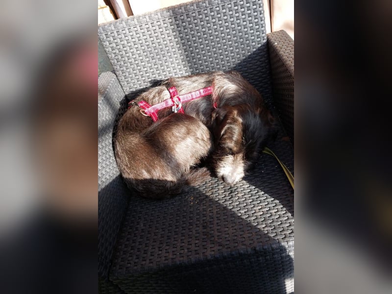 Alani ❤️ wartet in 90530 Wendelstein